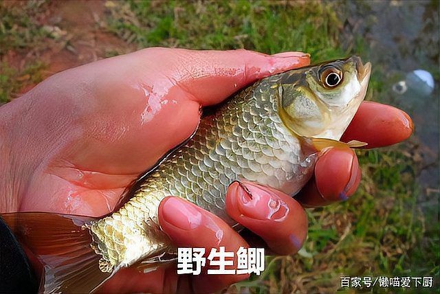鯉鯽與鯽魚區(qū)別圖片【同樣是鯽魚】