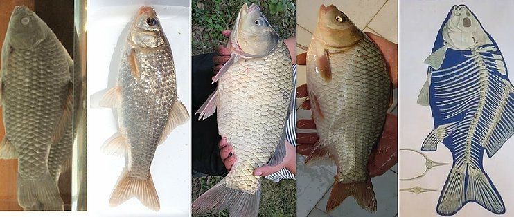 鯉鯽與鯽魚區(qū)別圖片【同樣是鯽魚】