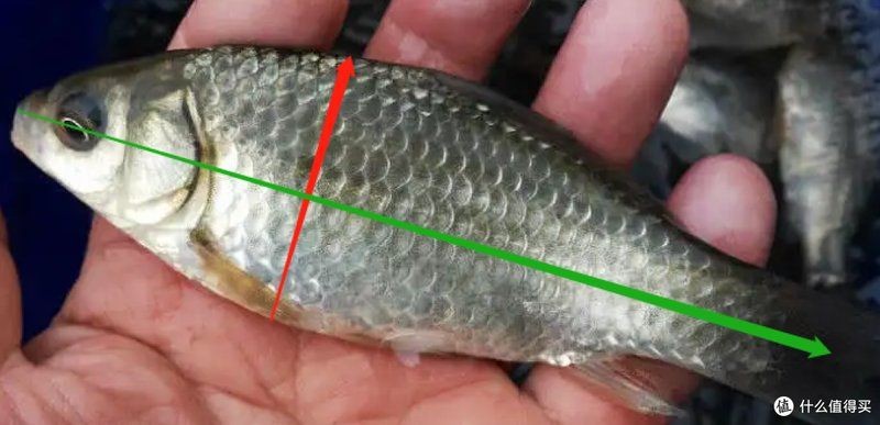鯉鯽與鯽魚區(qū)別圖片【同樣是鯽魚】