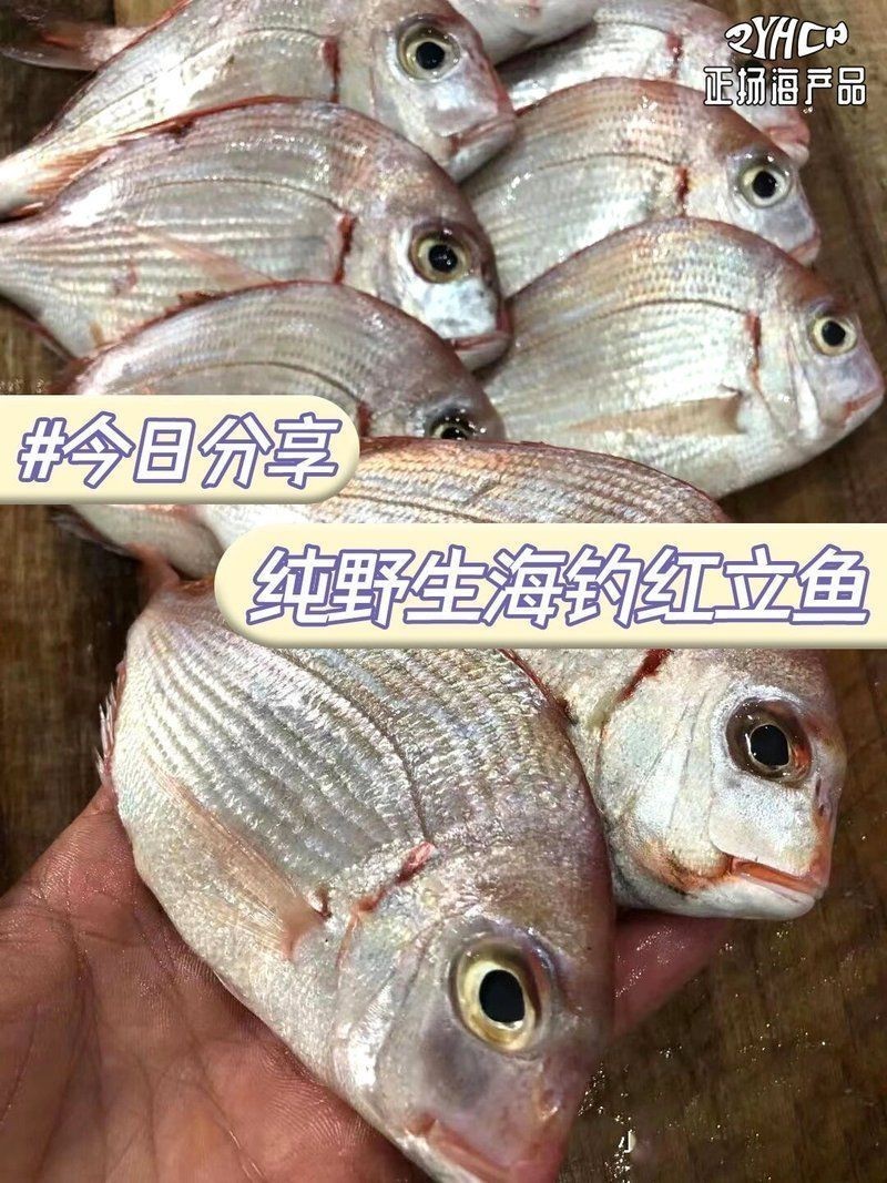紅立魚(yú)是什么魚(yú)【深海美味:紅立魚(yú)的鮮美秘訣】