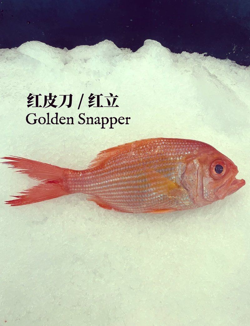 紅立魚(yú)是什么魚(yú)【深海美味:紅立魚(yú)的鮮美秘訣】