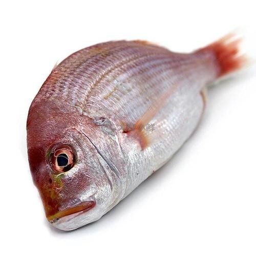 紅立魚(yú)是什么魚(yú)【深海美味:紅立魚(yú)的鮮美秘訣】