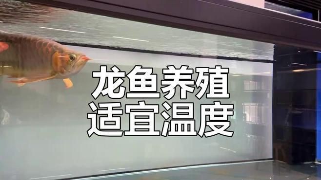 古龍魚最佳水溫【養龍魚夏天要加熱嗎】