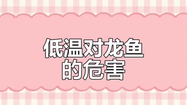 古龍魚最佳水溫【養龍魚夏天要加熱嗎】
