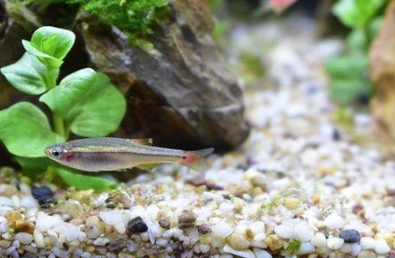 觀賞魚啥魚最好養活【20種最適合新手飼養的觀賞魚】