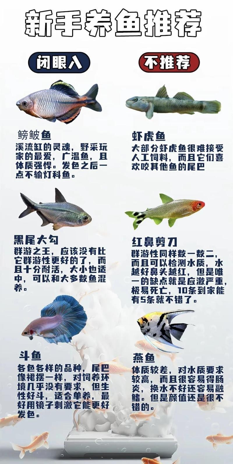 帝王血鉆能和什么魚混養【帝王血鉆的混養需以“溫和、互補、互補、空間充足”為核心原則】