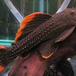 帝王血鉆能和什么魚混養【帝王血鉆的混養需以“溫和、互補、互補、空間充足”為核心原則】