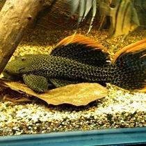 帝王血鉆能和什么魚混養【帝王血鉆的混養需以“溫和、互補、互補、空間充足”為核心原則】