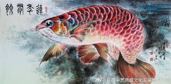 金龍魚的梗【 金龍魚的梗【\