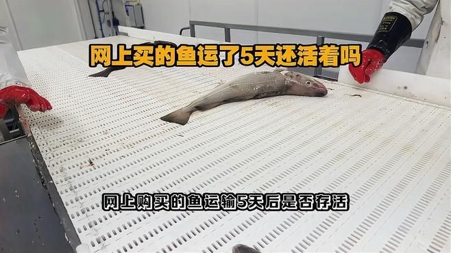 網(wǎng)上買的魚運(yùn)了5天還活著嗎【網(wǎng)上購買的魚經(jīng)過5天運(yùn)輸后是否還活著存在多種可能】