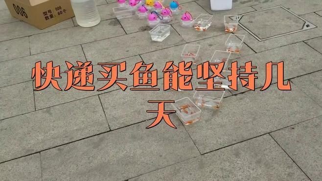 網上買的魚運了5天還活著嗎【網上購買的魚經過5天運輸后是否還活著存在多種可能】