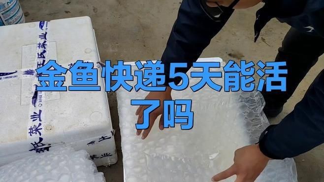 網上買的魚運了5天還活著嗎【網上購買的魚經過5天運輸后是否還活著存在多種可能】