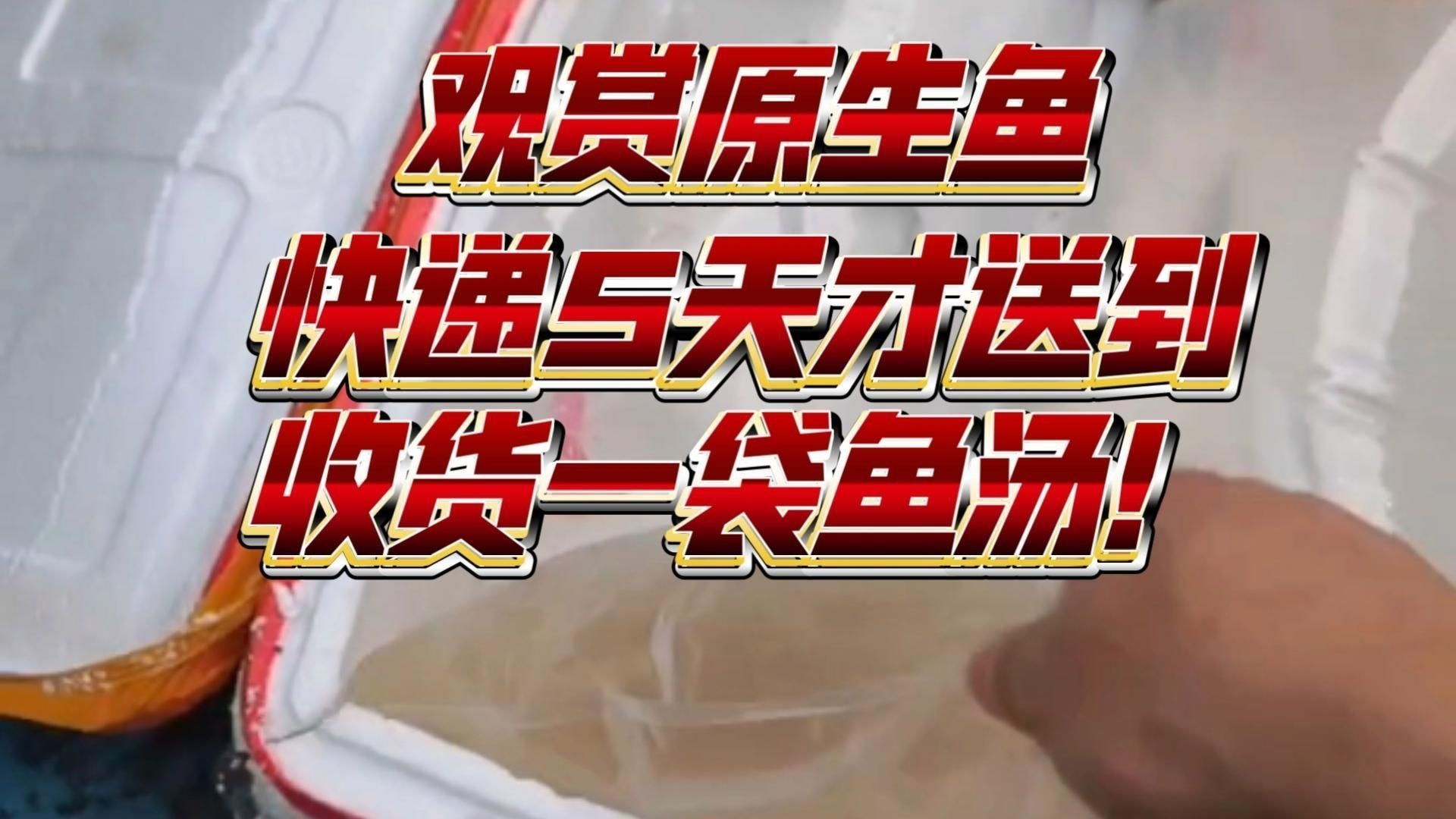 網上買的魚運了5天還活著嗎【網上購買的魚經過5天運輸后是否還活著存在多種可能】