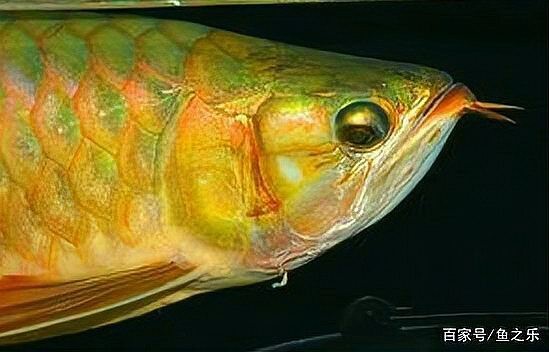 龍魚(yú)掉眼手術(shù)的成功率有多高？【龍魚(yú)掉眼手術(shù)成功率受多種因素影響成功率受多種因素影響】