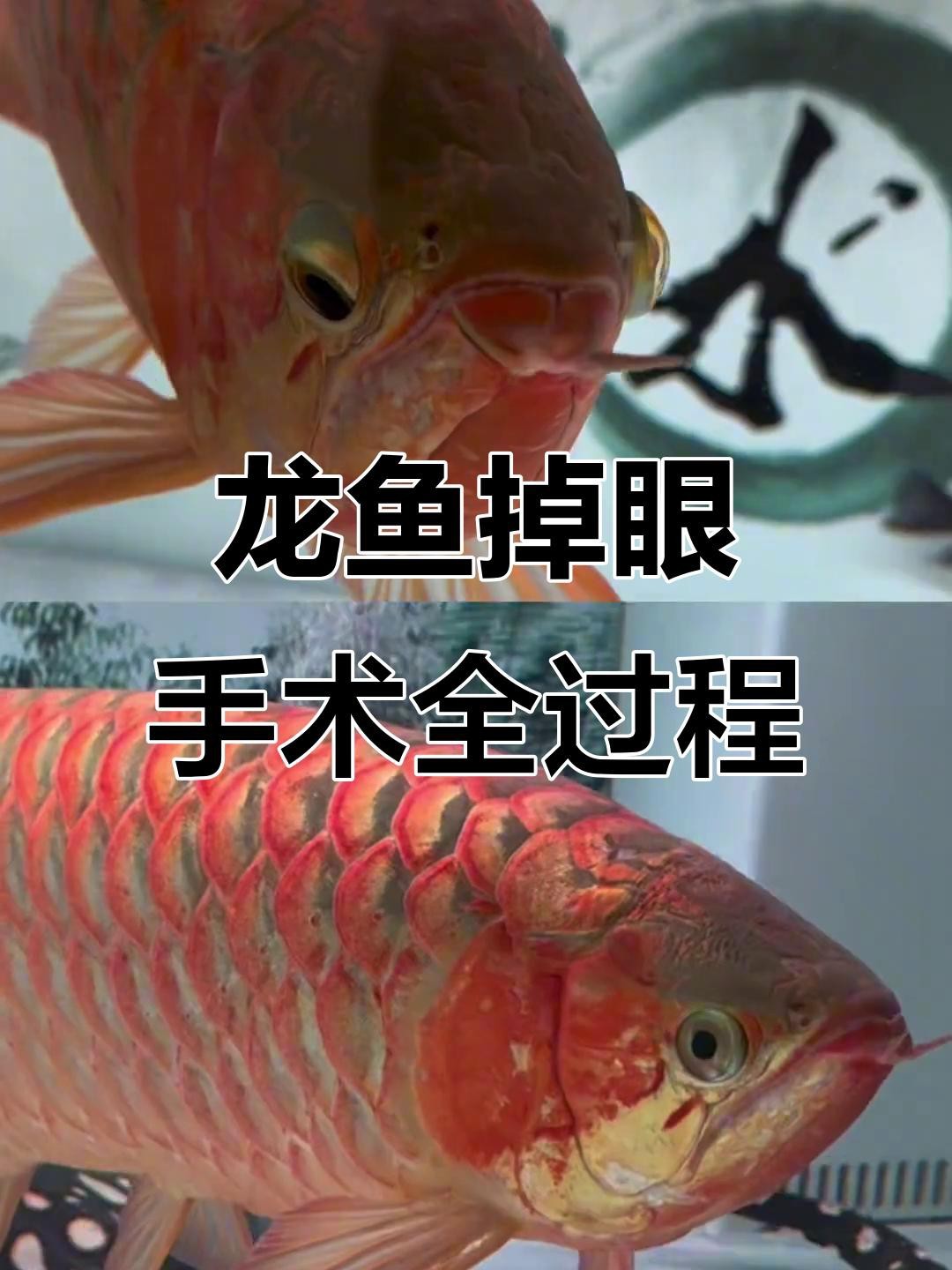 龍魚(yú)掉眼手術(shù)的成功率有多高？【龍魚(yú)掉眼手術(shù)成功率受多種因素影響成功率受多種因素影響】