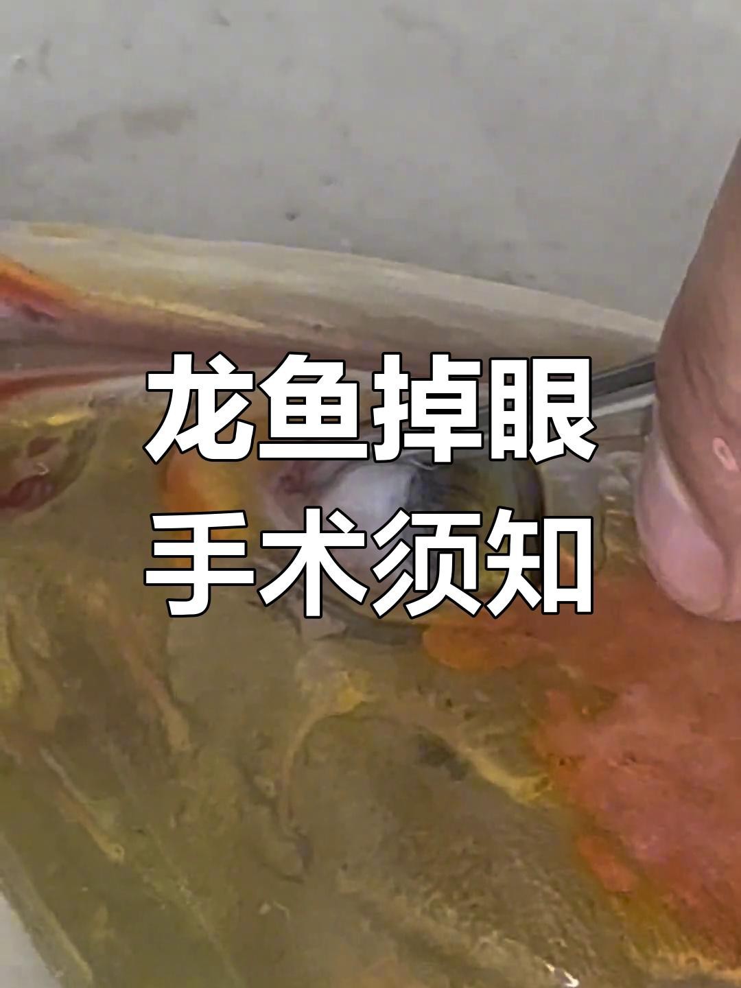 龍魚(yú)掉眼手術(shù)的成功率有多高？【龍魚(yú)掉眼手術(shù)成功率受多種因素影響成功率受多種因素影響】