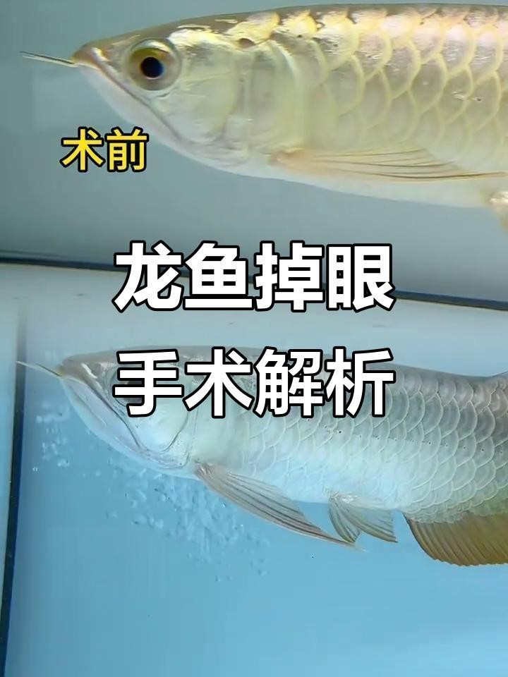 龍魚(yú)掉眼手術(shù)的成功率有多高？【龍魚(yú)掉眼手術(shù)成功率受多種因素影響成功率受多種因素影響】