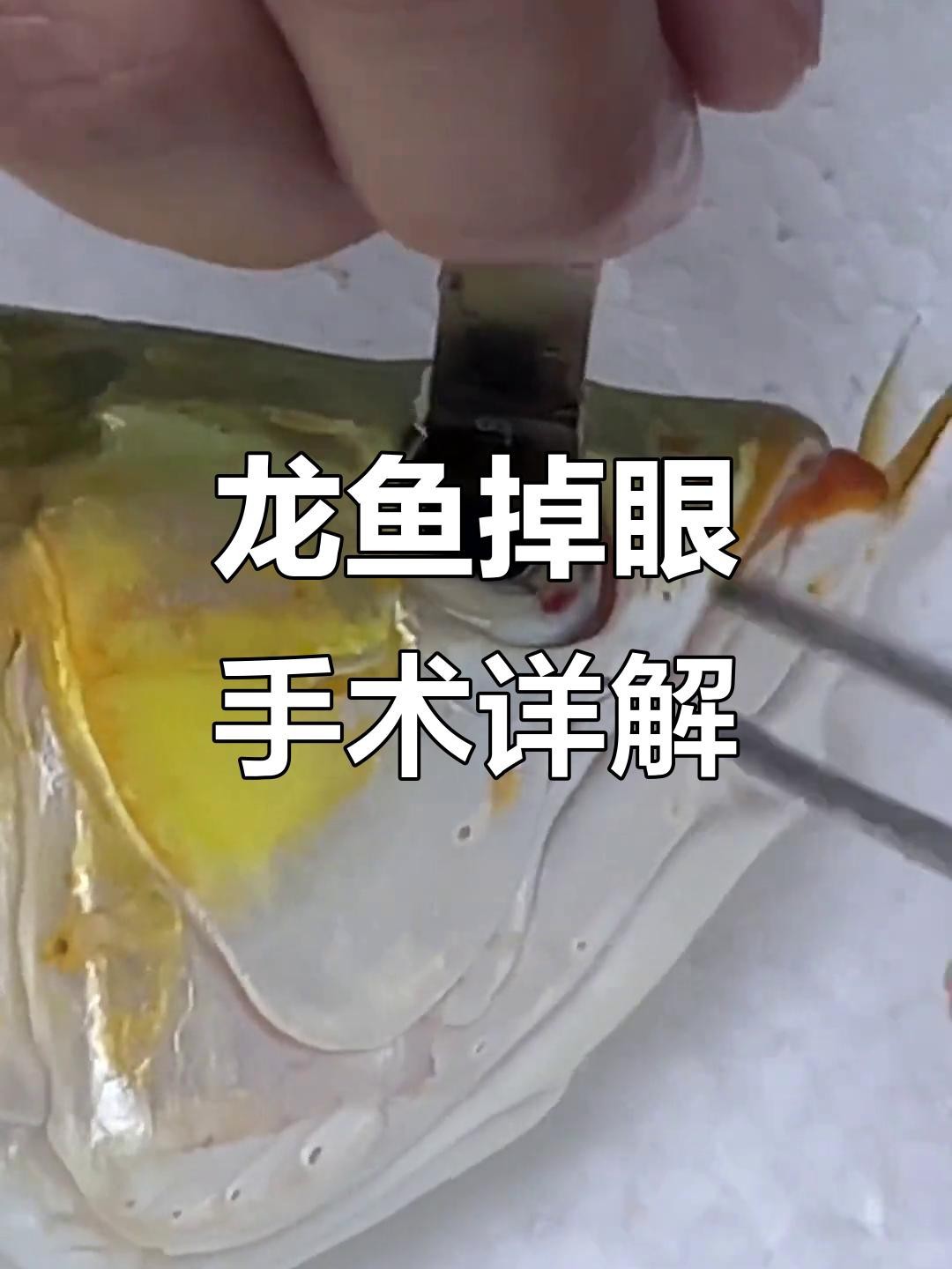 龍魚(yú)掉眼手術(shù)的成功率有多高？【龍魚(yú)掉眼手術(shù)成功率受多種因素影響成功率受多種因素影響】