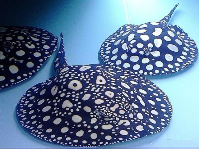 馬來西亞魟魚最怕三個東西【金旗艦暖氣廠家，飼養魟魚需要什么問題】