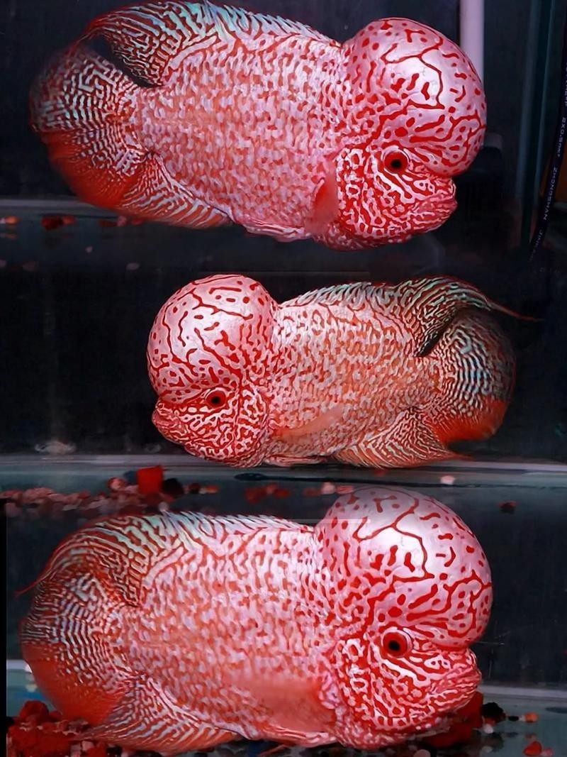 頂級羅漢魚圖片【養魚大全羅漢魚最建議買的三個品種，看著就心動】