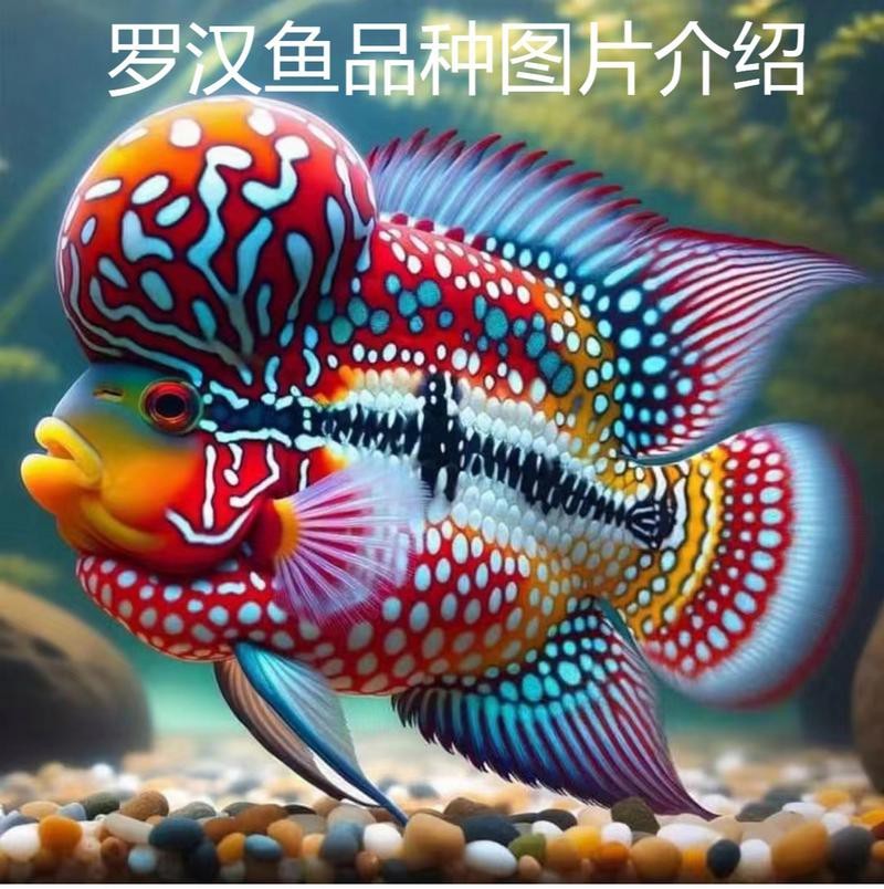 頂級羅漢魚圖片【養魚大全羅漢魚最建議買的三個品種，看著就心動】