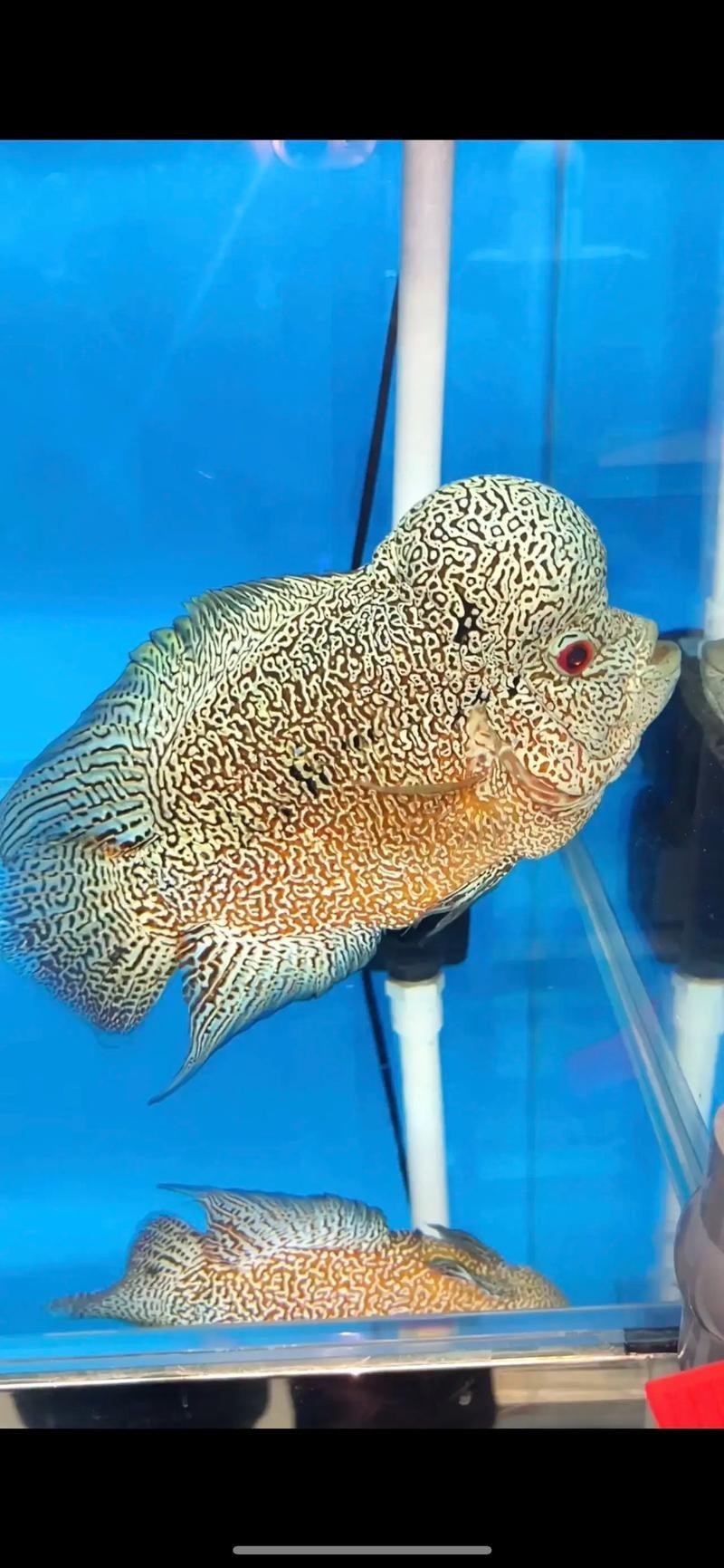 頂級羅漢魚圖片【養魚大全羅漢魚最建議買的三個品種，看著就心動】