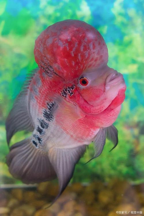 頂級羅漢魚圖片【養魚大全羅漢魚最建議買的三個品種，看著就心動】
