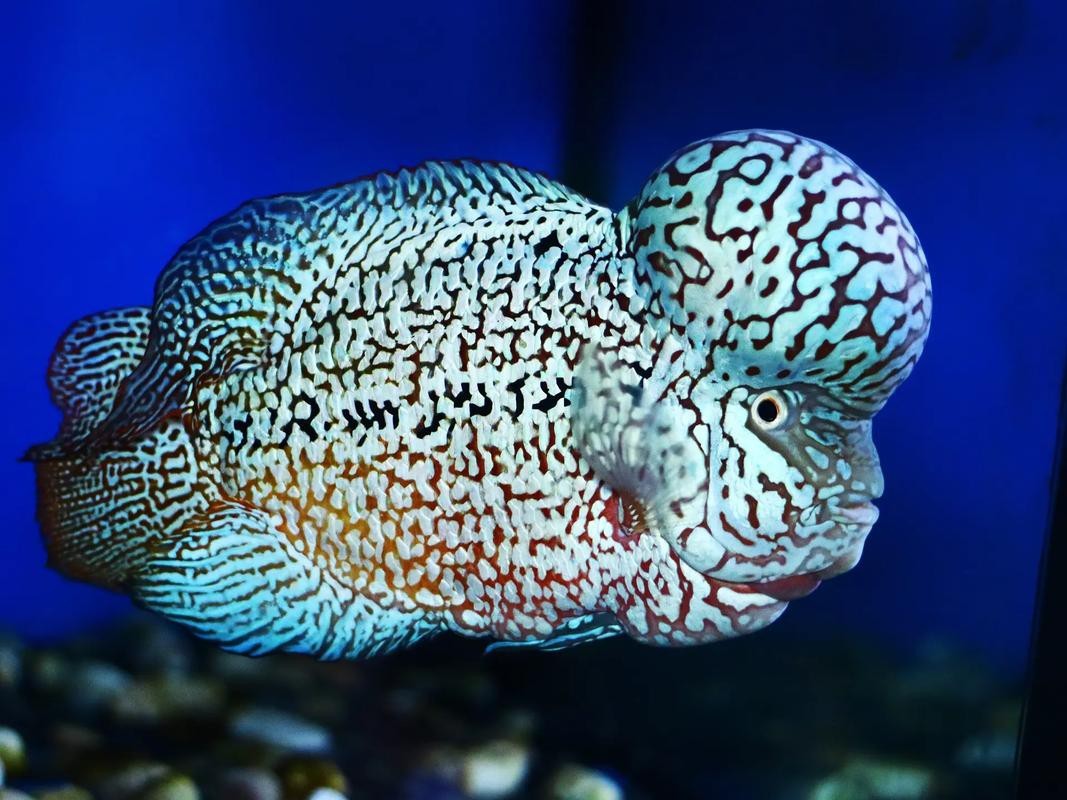 頂級羅漢魚圖片【養魚大全羅漢魚最建議買的三個品種，看著就心動】