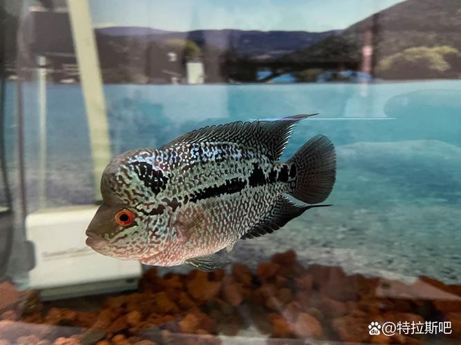 頂級羅漢魚圖片【養魚大全羅漢魚最建議買的三個品種，看著就心動】