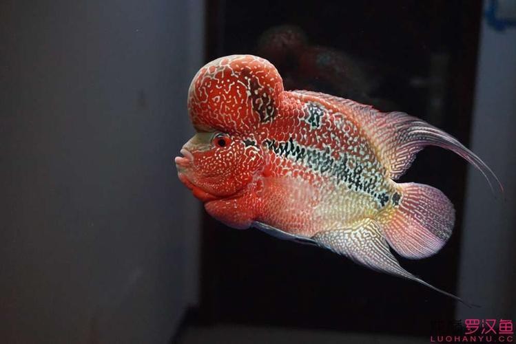 頂級羅漢魚圖片【養魚大全羅漢魚最建議買的三個品種，看著就心動】