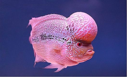 頂級羅漢魚圖片【養魚大全羅漢魚最建議買的三個品種，看著就心動】