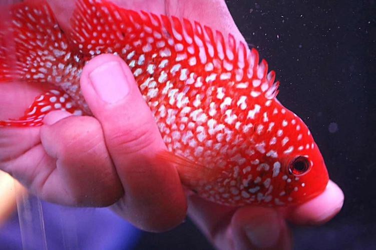 頂級羅漢魚圖片【養魚大全羅漢魚最建議買的三個品種，看著就心動】