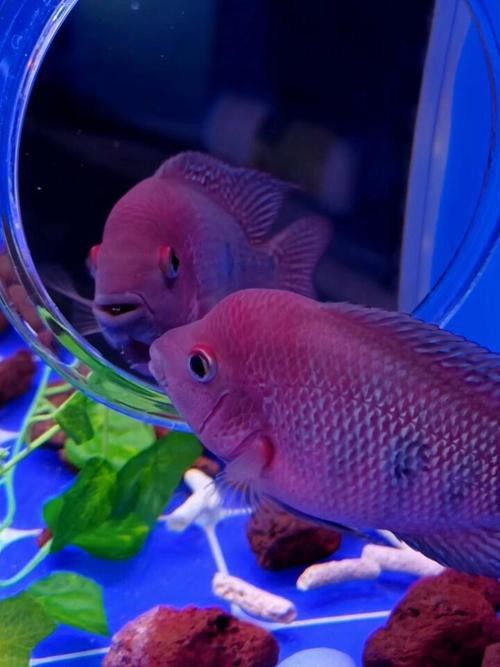 頂級羅漢魚圖片【養魚大全羅漢魚最建議買的三個品種，看著就心動】