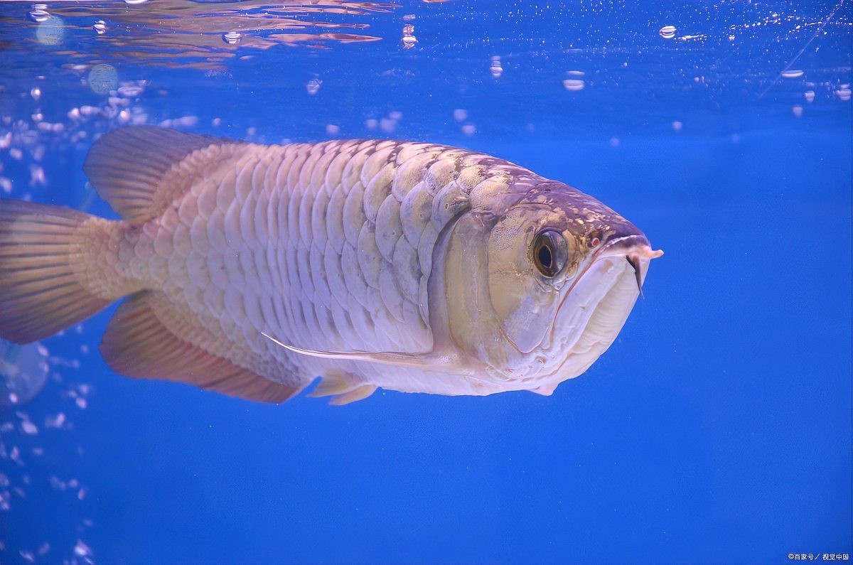 水溫高導致龍魚弓背嗎【水溫過高是可能導致龍魚弓背的】