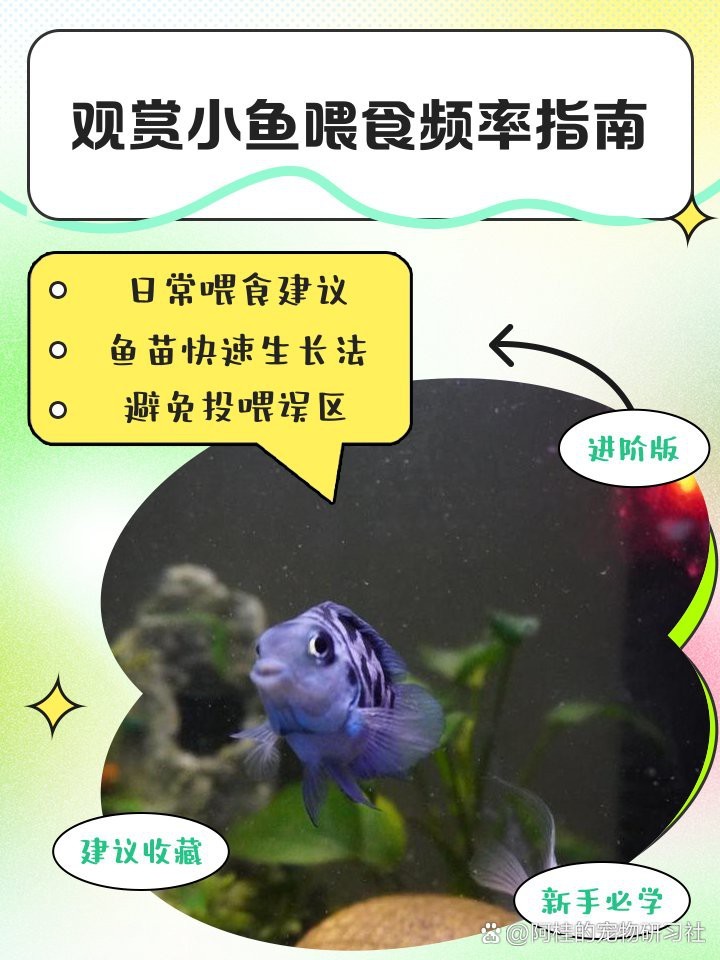 白子招財龍多久喂一次？【白子招財龍的喂食頻率】