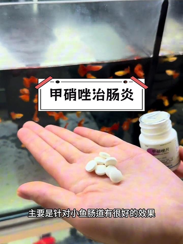 甲硝唑片對龍魚有副作用嗎？【甲硝唑對龍魚可能有副作用】