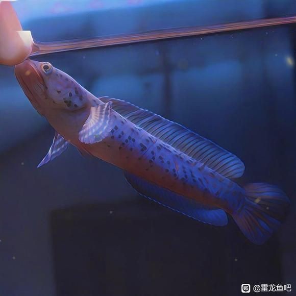 雷龍魚的所有病癥【雷龍魚常見病癥及治療方法】 龍魚百科 第9張 雷龍魚的所有病癥【雷龍魚常見病癥及治療方法】 雷龍魚的所有病癥【雷龍魚常見病癥及治療方法】 龍魚百科 第9張
