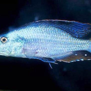 馬鯛魚最怕三個東西【馬拉維湖慈鯛飼養(yǎng)技巧】