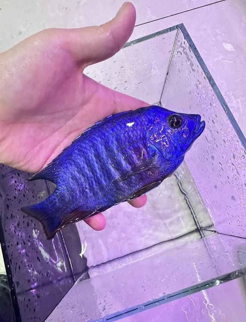 馬鯛魚最怕三個東西【馬拉維湖慈鯛飼養(yǎng)技巧】