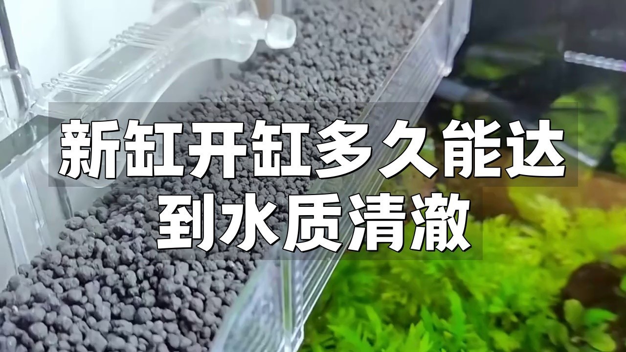 龍魚死亡后多久補充新魚合適？【龍魚死亡后多久會腐爛】