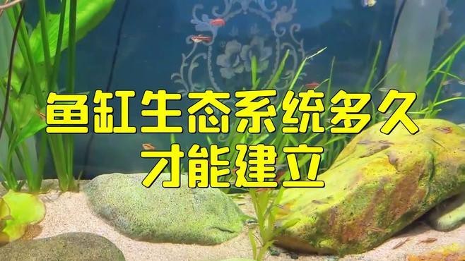 龍魚死亡后多久補充新魚合適？【龍魚死亡后多久會腐爛】