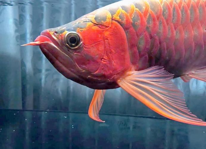 給我推薦一些高品質(zhì)的風(fēng)水龍魚圖片【資深龍魚玩家分享自己精心拍攝的高品質(zhì)風(fēng)水龍魚圖片】