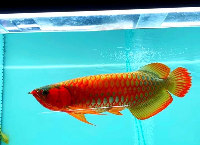 給我推薦一些高品質(zhì)的風(fēng)水龍魚圖片【資深龍魚玩家分享自己精心拍攝的高品質(zhì)風(fēng)水龍魚圖片】
