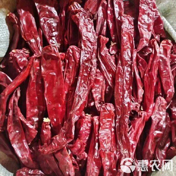 紅龍二十三辣椒價(jià)格【《紅龍二十三辣椒價(jià)格》】