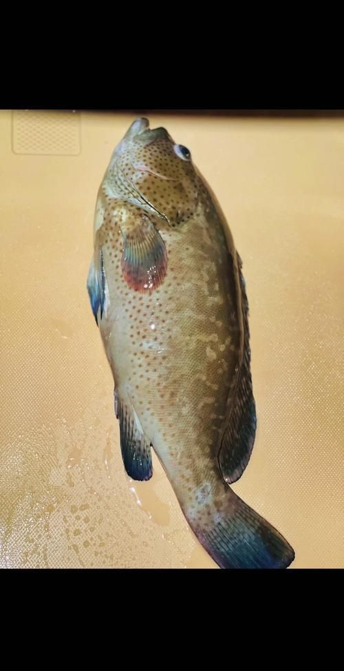 藍(lán)瓜子斑魚圖片【《藍(lán)瓜子斑魚：獨特而珍貴的存在》】