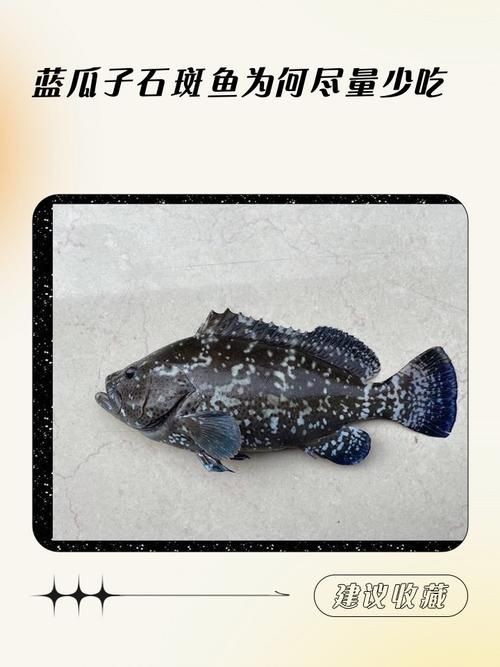 藍(lán)瓜子斑魚圖片【《藍(lán)瓜子斑魚：獨特而珍貴的存在》】