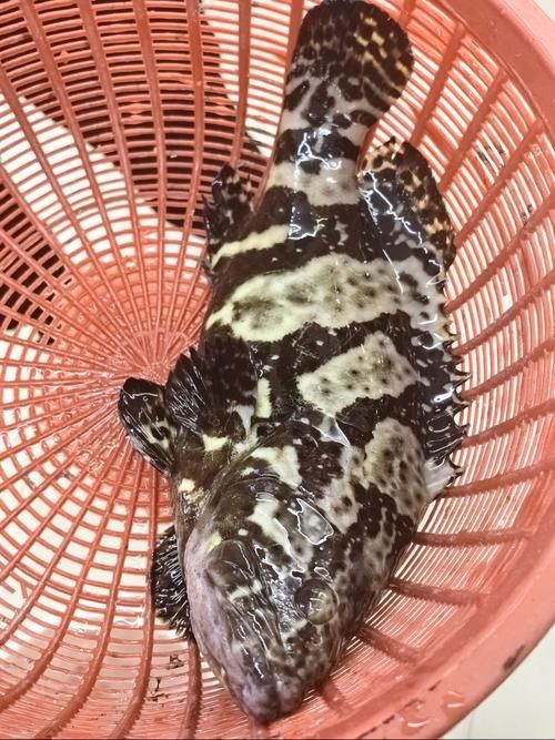 藍(lán)瓜子斑魚圖片【《藍(lán)瓜子斑魚：獨特而珍貴的存在》】