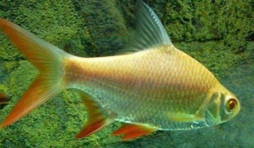 金鳳銀鳳魚能長多大【如何判斷金鳳銀鳳魚的性別】