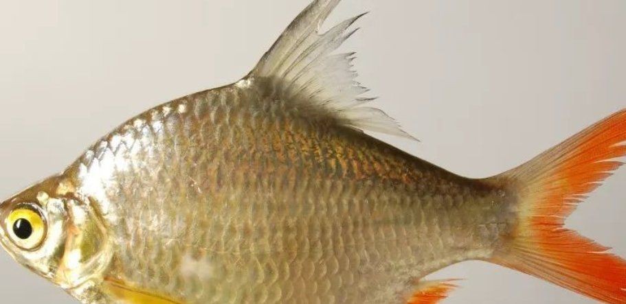 金鳳銀鳳魚能長多大【如何判斷金鳳銀鳳魚的性別】