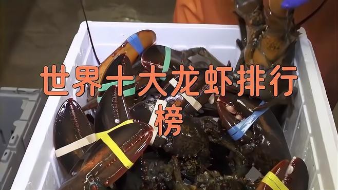 十大龍蝦中哪個最稀有？【世界十大龍蝦排行榜】
